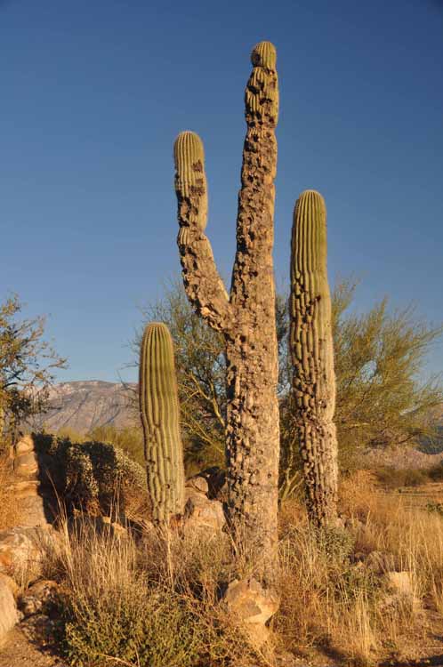 saguaro